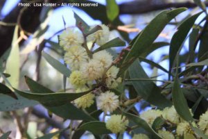 blackwood-wattle-flowers