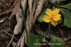 Trailing-goodenia-yellow-flower