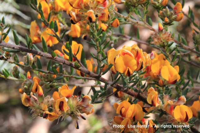 Yellow: The colour of&nbsp;Spring
