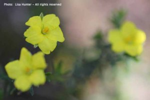 erect-guinea-flowers