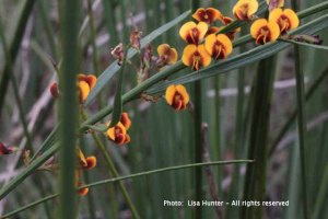 narrow-leaf-bitter-pea-flowers-and-leaves