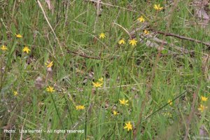 Yesllow Star flowers growing in a grassy yard.