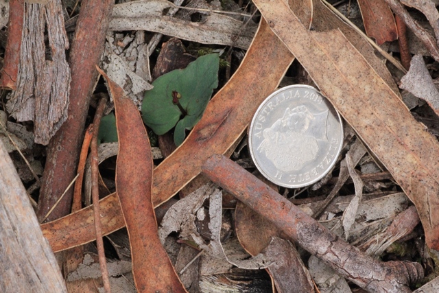 If you look closely at the floor of the bushland, you may find some Small Mosquito Orchids emerging now. The 5 cent coin shows how small they are.