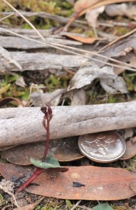 This orchid is developing buds. The photograph shows the purplish stem and heart-shaped leaf which is purple below and rich green on top.