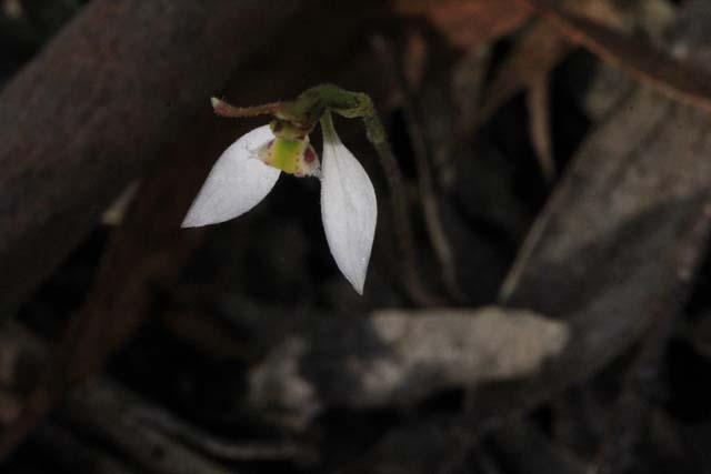 Local Plan Species:  Parsons Bands Orchids (Eriochilus&nbsp;cucullatus)