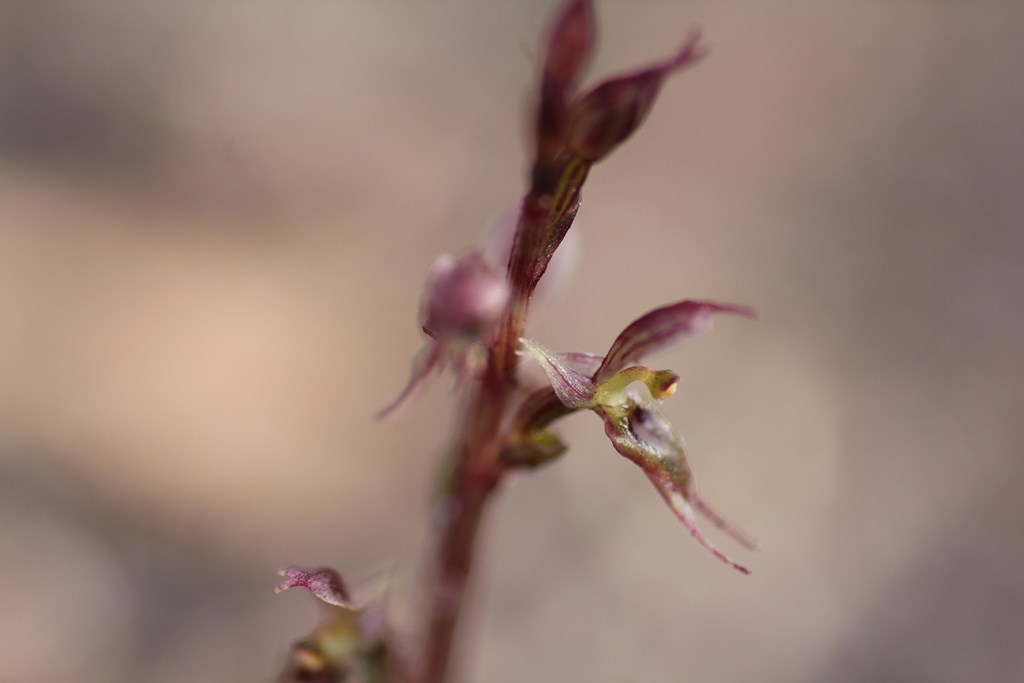 When the Small Mosquito Orchid flowers open fully, they are graceful. It's necessary to have a Macro lens to capture the details. I took this photograph in May 2014