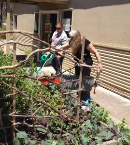 Community-garden-at-dereel-community-centre