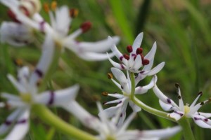 Early-Nancy-lily-flowers-photographed-from-side-on