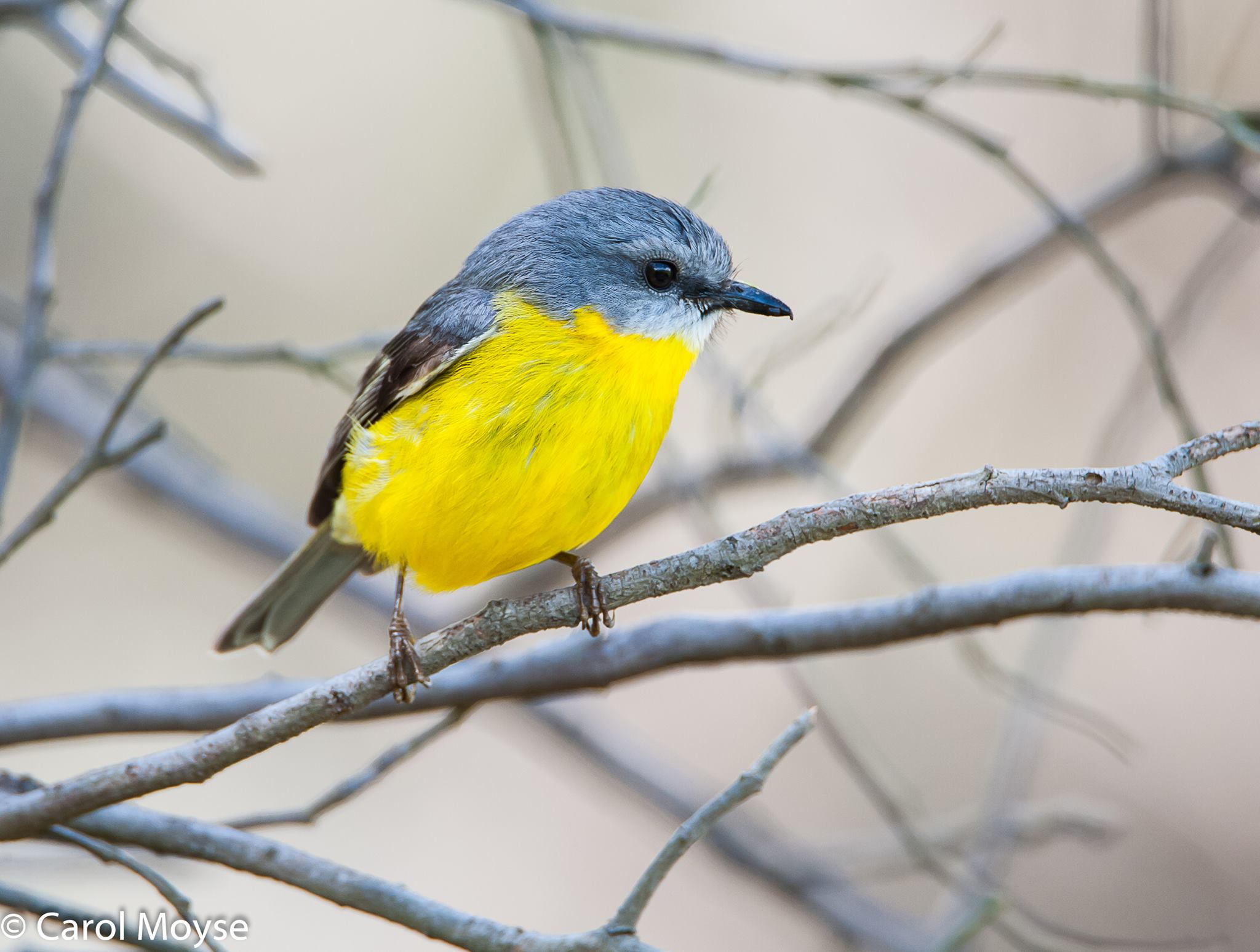 Yellow-Robin-sitting-on-bare-branches