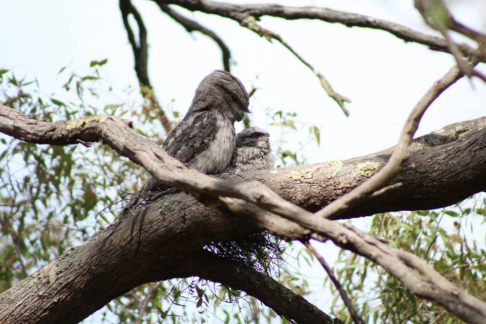 Tawny-Frogmouth-Nesting