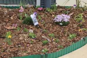 Newly-planted-flower-bed