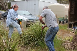 Dividing-Overgrown-clumps-of-plants