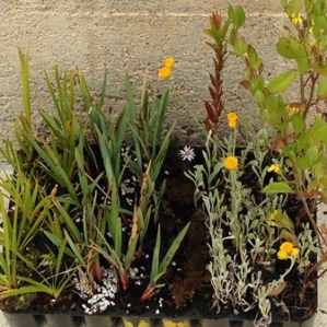 Native-plant-seedlings