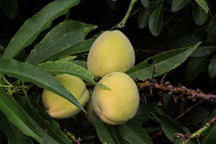 Food is Free&nbsp;Dereel