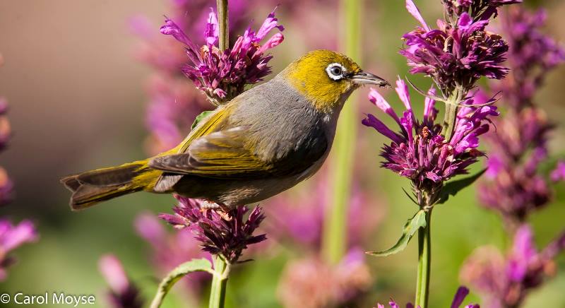 silvereye-eating-in-garden