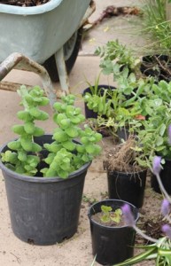 Taking-Cuttings-herbs-flowers
