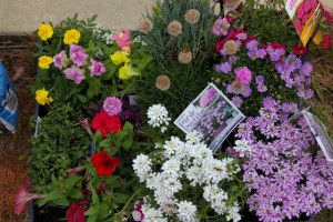 Flowering-plants-ready for-planting
