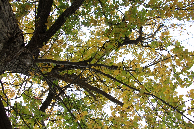 Daylesford Autumn Leaves&nbsp;Excursion