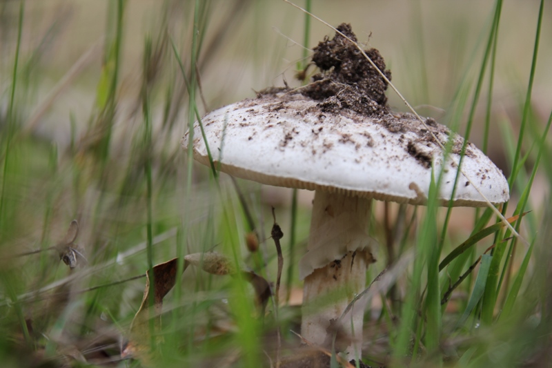 Art In Dereel : Organic&nbsp;Theme