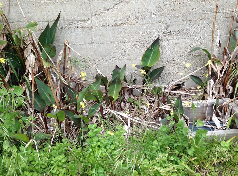 Community Garden Group and Hub Cafe