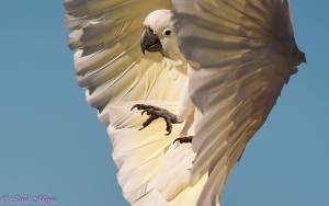 sulphur-crested-cockatoo-photographed-about-to-land