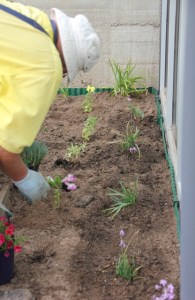 planting-the-flower-garden-at-the-Dereel-Hall